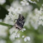 Cétoine punaise_1554