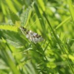 Mélanthie montagnarde_259