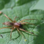 Clubiona stagnatilis_263