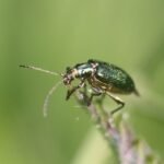 Malachius bipustulatus_264