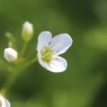 Cardamine amère_240