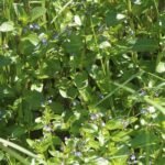 Cresson de cheval_245