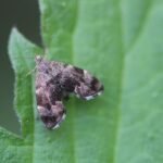 Anthophila fabriciana_268