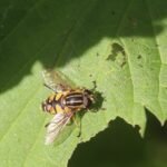 Hélophile suspendu_267