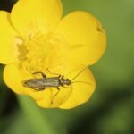 Oedemera virescens_260