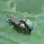 Charançon de l&rsquo;ortie_277