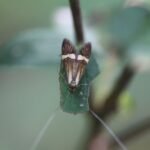 Coquille d&rsquo;or_274