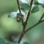 Coquille d&rsquo;or_275