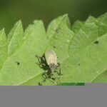 Charançon de l&rsquo;ortie_278