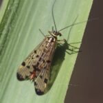 Mouche scorption (Panorpa germanica)_276