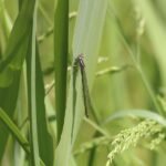 Naïade aux yeux rouges_281