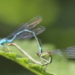 Agrion jouvencelle_297