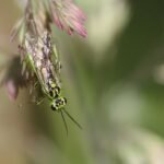 Tenthrède verte_300