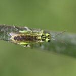 Tenthrède verte_301