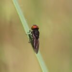 Chrysogastre estivale_302