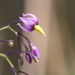 Morelle douce-amère_303