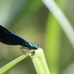 Caloptéryx vierge_294