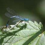 Agrion jouvencelle_299