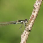 Agrion élégant_306