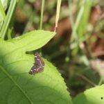 Carte géographique_341