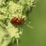 Deraeocoris ruber_342