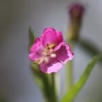 Epilobe hirsute_339