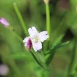 Epilobe des marais_343