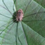 Leiobunum rotundum_345