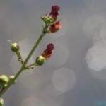 Scrofulaire aquatique_347