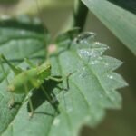 Leptophye ponctuée_340