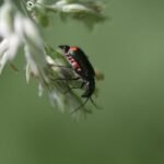 Malachius bipustulatus_1572