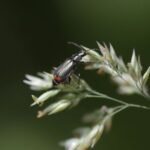 Malachius bipustulatus_1573