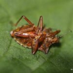 Punaise à pattes rousses_1581