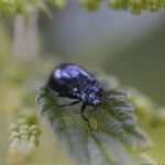 Chrysomèle de la menthe_1584