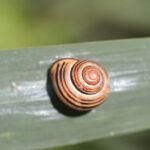 Escargot des bois_1586