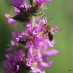 Mélitte de la Salicaire_1579