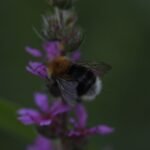 Bourdon des arbres_1587