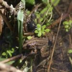 Grenouille rieuse_1588