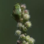 Orthotylus marginalis_1590