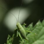 Leptophye ponctuée_1576