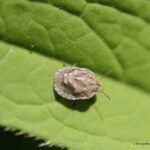 Punaise des céréales_1591