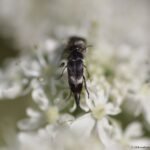 Mordelle fasciée_1596