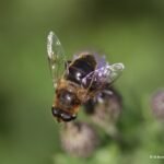 Eristale opiniâtre_1603