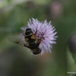 Eristalis lineata_1604