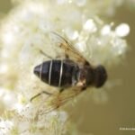 Eristale des arbustes_1605