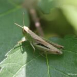 Criquet des pâtures_1593