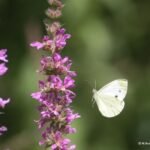 Piéride du chou_1606