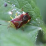 Punaise du bouleau_352