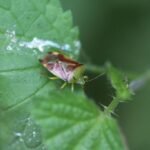 Punaise du bouleau_353