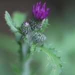 Cirse des marais_1609